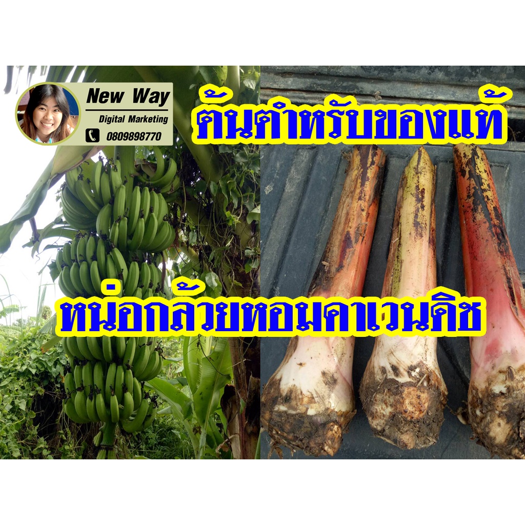 (พันธ์นี้ออกเครือดกมากถล่มทลาย) หน่อกล้วยหอม คาเวนดิช พันธ์นี้ที่ส่งออกไปทั่วโลก นั่นละ ทั้งโลกเขาปลูกพันธ์นี้กัน