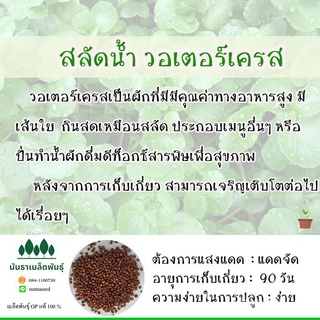 (ผู้ค้าส่งเมล็ดพันธุ์) พร้อมส่ง ❗สลัดน้ำ วอเตอร์เครส  ใบกลม ทู่ ไม่แหลม– Watercress เมล็ดพันธุ์แท้ OP มีผลผลิตตลอดทั้งปี