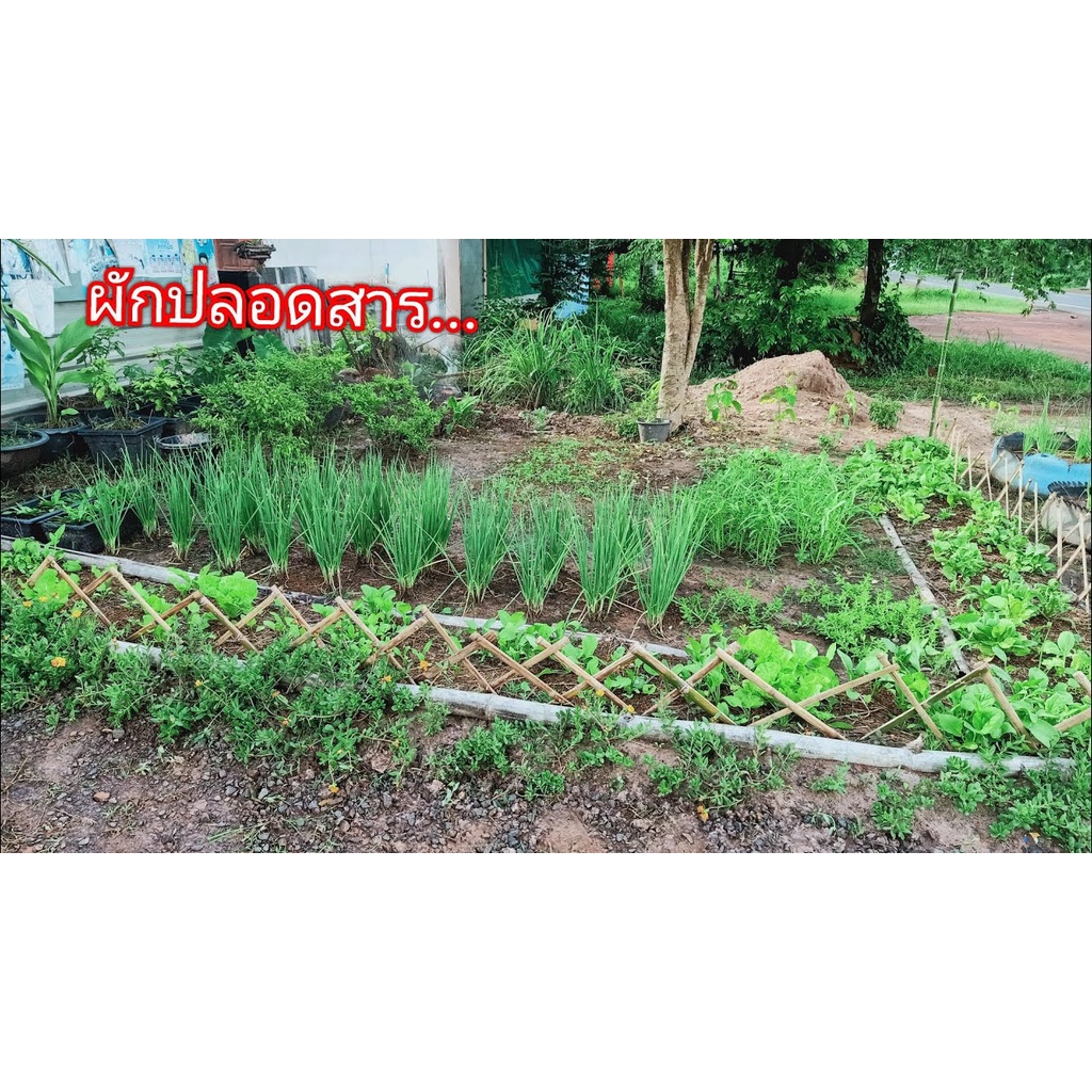 ปุ๋ยคอก ปุ๋ยอินทรีย์  มีทั้งปุ๋ยขี้วัวล้วน  ถุงละ 0.5 กก. ดูดซึมง่าย คุณภาพดี - รูปที่ 7