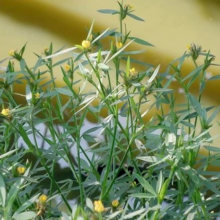 เมล็ดถั่วฮามาต้า 1 กก.(Stylosanthes Hamata) จาก ไร่วิทยา งอกดี อาหารสัตว์ เลี้ยงวัว เลี้ยงควาย