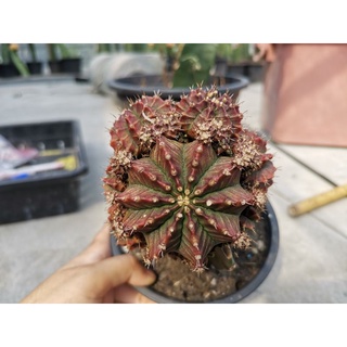 ศิลามณี หน่อเด็ดสด Gymnocalycium Cactus ยิมโนด่าง แคคตัส กระบองเพชร ไม้อวบน้ำ ไม้กราฟ ราคาถูก​