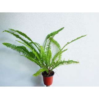 เฟิร์นใบมะขาม (Sword Fern )ต้นไม้ฟอกอากาศ ส่งพร้อมกระถาง 4 นิ้ว