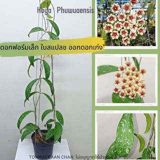 Hoya phuwuaensis  ต้นโฮย่า ต้นไม้เลื้อย ไม้แขวนประดับ ไม้ดอกสวย  ไม้แขวนประดับ