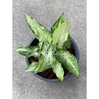 ออมมณี กระถาง 6 นิ้ว / Syngonium sp. pot 6