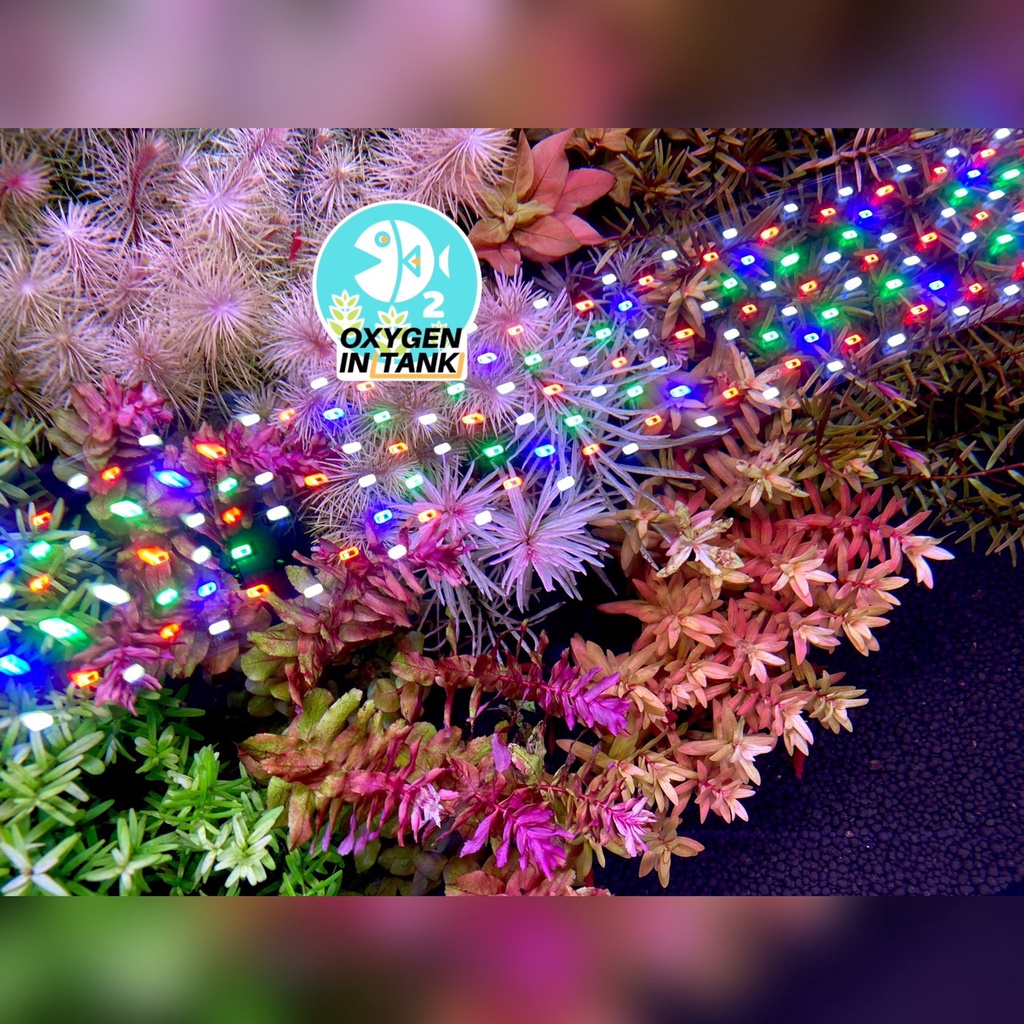 Wizard ADVANCE GROWTH STEP-B (ปุ๋ยไม้น้ำหลังตั้งตู้ 3 เดือน) เร่งการเจริญเติบโตและสีสันของต้นไม้น้ำ