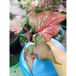 บอนสีศรีบุรีรัมย์caladium