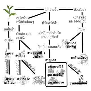 ชาพรีเมียม ขนาดทดลอง ลานนา ทีเฮ้าส์ ใบชา หลากชนิด