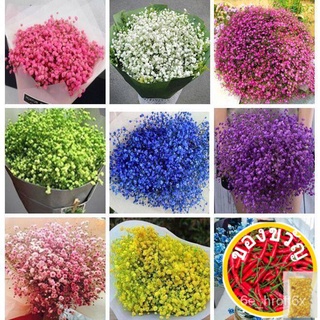 เมล็ดอวบอ้วน100%เมล็ดพันธุ์ยิปโซ บอนสี Gypsophila Mixed flower seeds บรรจุ 200 เมล็ด เมล็ดพันธุ์แท้ ต้นไม้มงคล ต้นไม้ฟอก