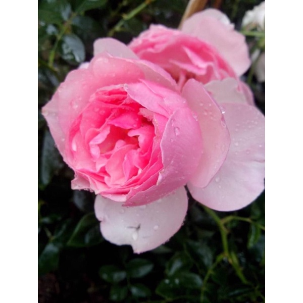 กุหลาบเอ็ดการ์ด วิทซิกมัน (Eckart Witzigman) เอกทรงถ้วยสีชมพูสวย