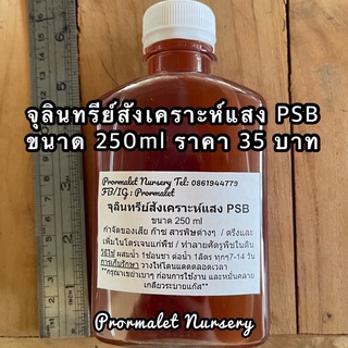 จุลินทรีย์สังเคราะห์แสง psb หัวเชื้อเข้มข้น น้ำหมัก ปุ๋ยน้ำ