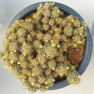 ต้นกระบองเพชร แมมเม็ดพริก Mammillaria Prolifera #mammilaria #cactus