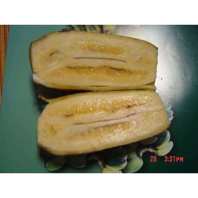 ต้นกล้วยหิน (1 ต้น/แพ็ค) กล้วยพันธุ์ใหญ่ยักษ์ เนื้อแน่นรสหวาน แปรรูปได้หลากหลาย ลำต้นสูง 40-60 ซ.ม. - รูปที่ 2