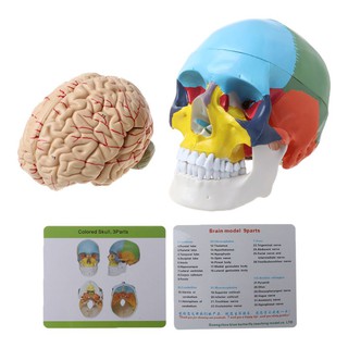 KING 1:1 Scale Colorful Human Adult Head Model with Brain Stem Anatomy Medical Teaching Tool Supply TLLM