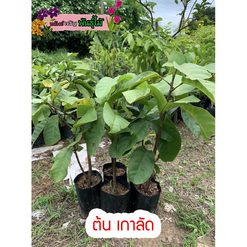 My Image 3