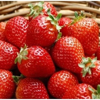 เมล็ดพันธุ์สตอเบอรี่ยักษ์ 500 เมล็ด Sweet Strawberry Seeds Fruit Seeds เมล็ดพันธุ์แท้ ปลูกง่ายปลูกได้ทั่วไทย