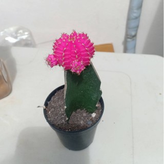 ยิมโนหัวสีชมพูนำเข้าจากประเทศเกาหลี สีสันสวยสดใสน่ารัก
