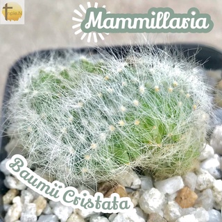 [แมมบูมิไอคริส] Mammillaria Baumii Cristata ส่งพร้อมกระถาง แคคตัส Cactus Succulent Haworthia Euphorbia ไม้หายาก