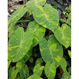 โคโลคาเซีย เลม่อนไลม์ Colocasia Lemon Lime 🍋🍋