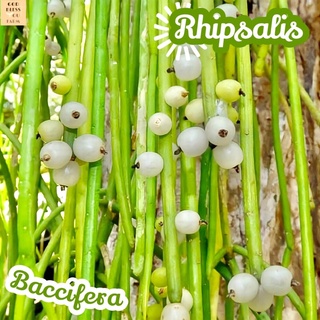 [ริพซาลิสไข่มุก] Rhipsalis Baccifera ส่งพร้อมกระถาง แคคตัส Cactus Succulent Haworthia Euphorbia ไม้หายาก พืชอวบน้ำ