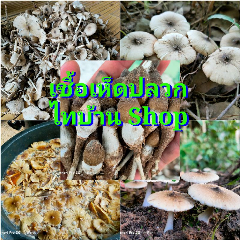 เชื้อเห็ดปลวก แท้100%