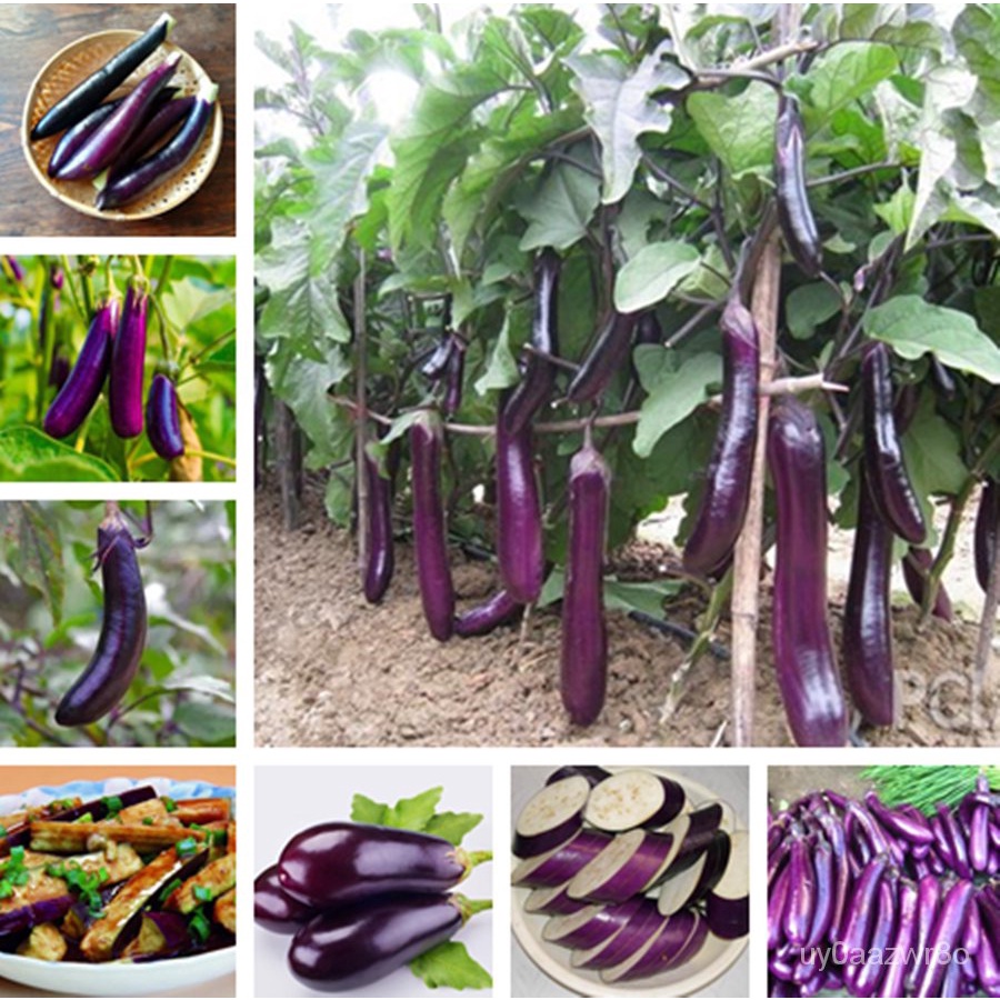 （การันตีอัตรางอก）200pcs เมล็ดพันธุ์มะเขือยาวสีม่วง Eggplant Purple seeds เมล็ดพันธุ์ผัก ต้นไม้มงคล บอนไซ ต้นพันธุ์ผลไม้