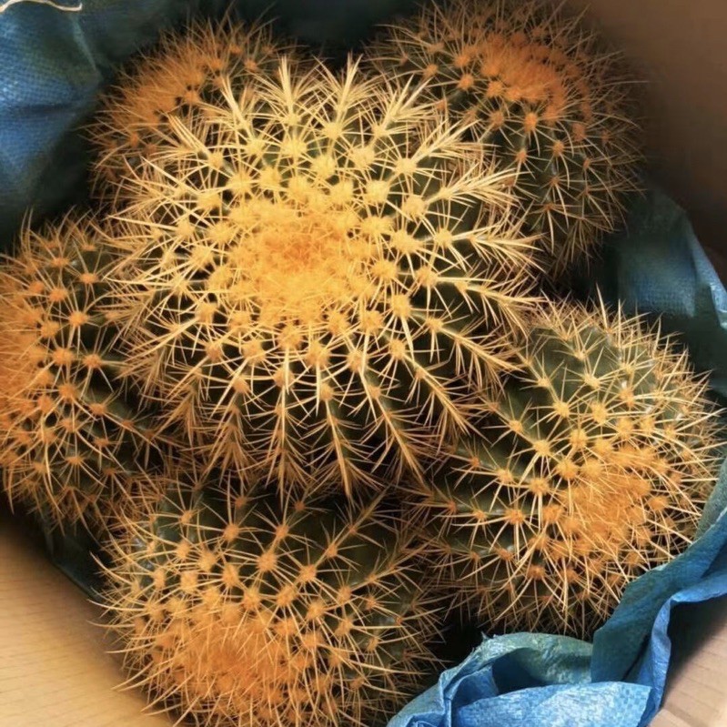 [ถูกสุด] Cactus ถังทองฟอร์มกอ ขนาด 40-50 ซม กระบองเพชร แคคตัส