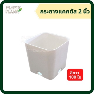 (100ใบ) กระถางสี่เหลี่ยม 2 นิ่ว สีขาวกระถางแคคตัส castus