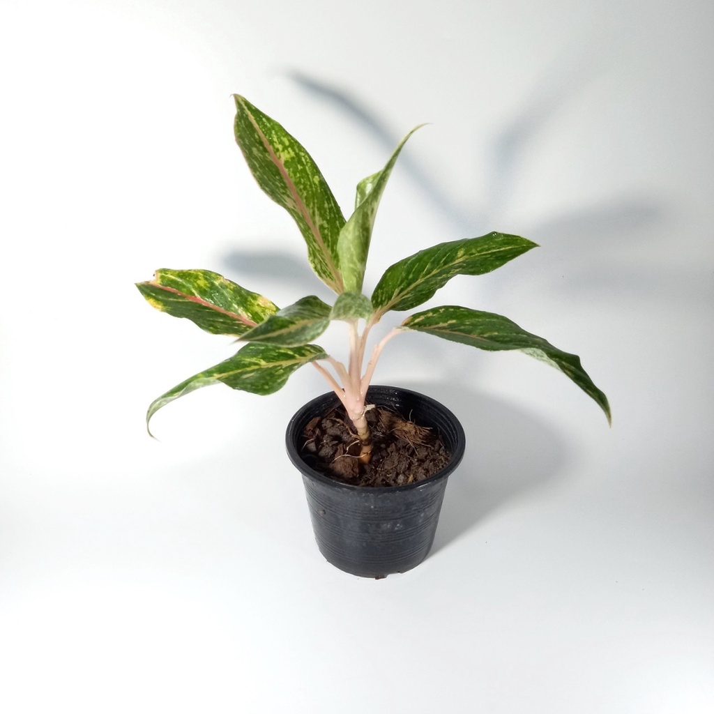 อโกลนีมา แก้วกาญจนา Aglaonema 'Sparkling Sarah' ส่งพร้อมกระถาง