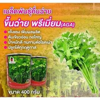 เมล็ดพันธุ์คื่นฉ่ายพรีเมี่ยม ขนาด 400 กรัม