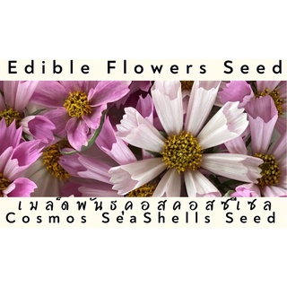 เมล็ดพันธุ์ดอกคอสมอสกลีบหลอด ดอกไม้กินได้ Cosmos seashell edible flowers seed