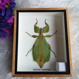 PHYLLIUM SICIPHOLIUM Leaf Insect Wooden Box Beautiful Thailand Real ของแต่งบ้าน แมลงใบไม้ ผีเสื้อสต๊าฟ แมลงกล่อง กรอบรูป