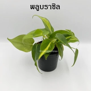 [5 ต้น ลด 5%] พลู 10 ชนิด 🌱 กระถาง 3-4 นิ้ว พลูบราซิล พลูฉลุ พลูด่าง พลูทอง พลูงาช้าง พลูหินอ่อน พลูสนิม