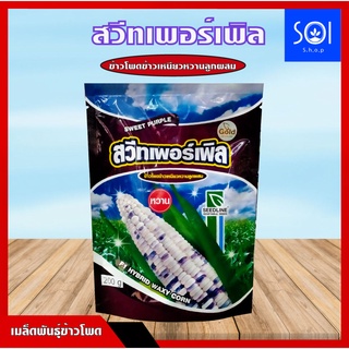 ข้าวโพดข้าวเหนียวหวานลูกผสม สวีทเพอร์เพิล (SWEET PURPLE) 200 กรัม ข้าวโพด ข้าวโพดหวาน ข้าวโพดขาวม่วง เนื้อเหนียวนุ่ม หอม