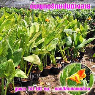 1 กระถาง ต้นพุทธรักษาใบด่างลาย ดอกสีส้มขอบเหลือง ทางร้านจัดส่งพร้อมกระถาง