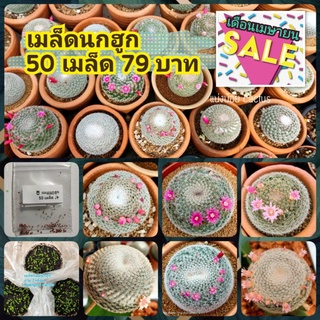 🔖ลด 50%💥เมล็ดนกฮูก🌷 รอบเก็บ 11/9/2022 เมล็ดแคคตัส เมล็ดพันธุ์ กระบองเพรช🌷