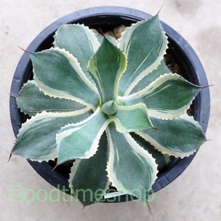 ไม้อวบน้ำ ไม้ด่าง Agave Potatorum "Kichijokan" Marginata อากาเว่ ด่างขอบ โพตาโตรัม คิชิโจคัน