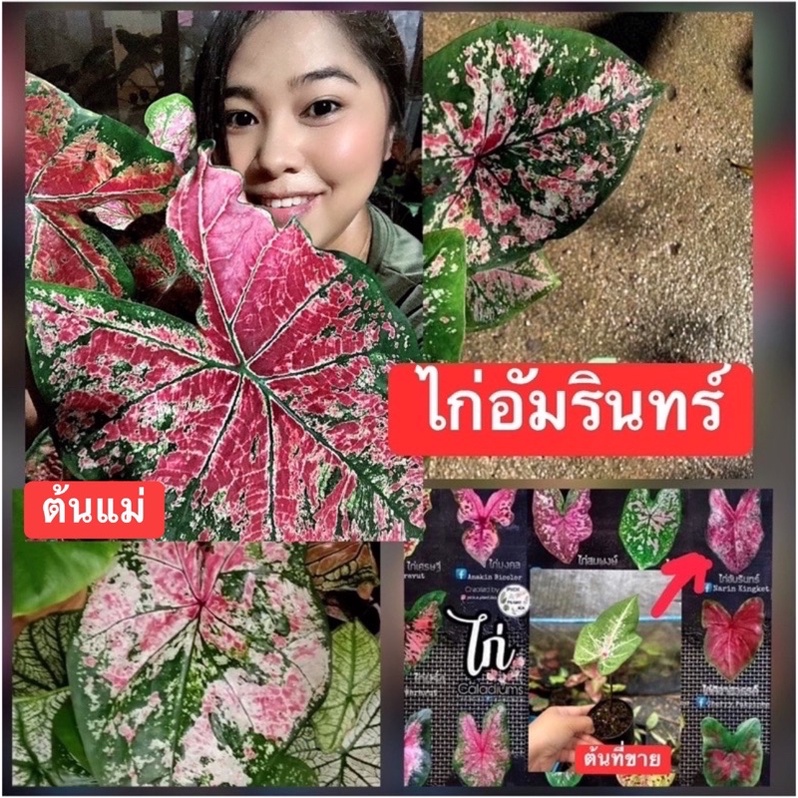 ไก่อัมรินทร์ บอนสีตระกูลไก่กำลังกัดสีสวยๆ(จัดส่งทั้งกระถาง🍀)