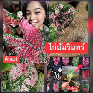 ไก่อัมรินทร์ บอนสีตระกูลไก่กำลังกัดสีสวยๆ(จัดส่งทั้งกระถาง🍀)