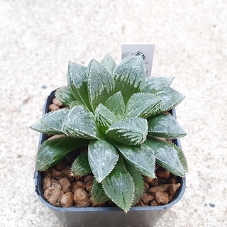 พร้อมส่ง!!ฮาโวเทีย Haworthia wimii hybrid Korizato (Brown Sugar) จัดส่งแบบล้างราก