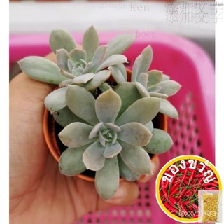 [Readystock] 鲁氏 Mini Succulent Office Table Plant Real Live Plant สปอตพืชสำนักงานในร่มที่มีเนื้อ苹果/通心菜/男装/花园/帽子/裙子/园艺/文胸