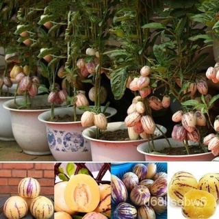 ถูก ใหม่ สายพันธุ์ปลูกง่าย ปลูกได้ทั่วไทย ของแท้ 100% เมล็ดพันธุ์ 30เมล็ด Pepino Melon Seeds Ginseng Fruit Seeds เมล็ V2