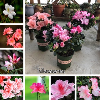 โตไว ปลูกง่าย พร้อมสต็อก โรโดเดนดรอน Rhododendron Seeds 50pcs เมล็ดพันธุ์ บอนสี เมล็ดดอกไม้ เมล็ดบอนสี บอนสีสวยๆ