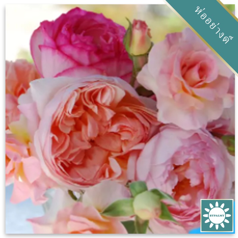 20 เมล็ด กุหลาบ French Rose Seeds
