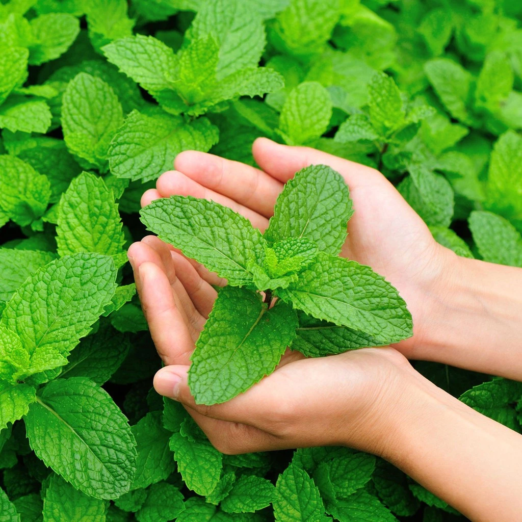 เปเปอร์มิ้นท์📌ถูกที่สุด 15บ.📌 Peppermint50- 200 เมล็ด🌼ปลูกง่าย💐กลิ่นหอมสดชื่น🔥สมุนไพรฝรั่ง
