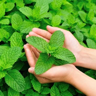 เปเปอร์มิ้นท์📌ถูกที่สุด 15บ.📌 Peppermint50- 200 เมล็ด🌼ปลูกง่าย💐กลิ่นหอมสดชื่น🔥สมุนไพรฝรั่ง