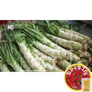 * ง่าย * celtuce lettuce seeds - 1000 SEED () ใบคมเยาหมาก * Friendly POT * เมล็ดพันธุ์ผักเหมาะสำหรับเมล็ดพืช 4Z3A