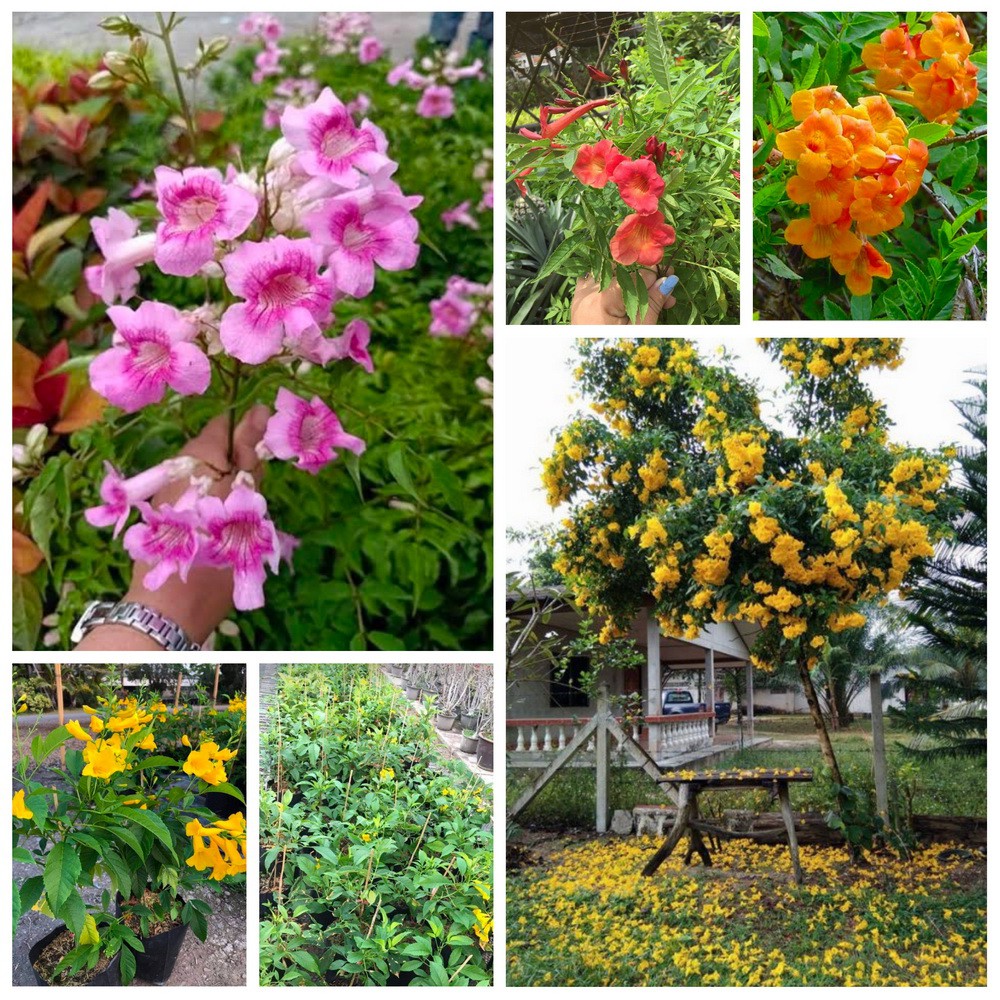 (1ต้น) มี5สีให้เลือก สูง60-100cm ต้น ดอก ทองอุไร ต้นทองอุไร ดอกทองอุไร สี เหลือง แดง ส้ม ชมพู มิกกี้เม้าส์ เกษตรวิถีไทย