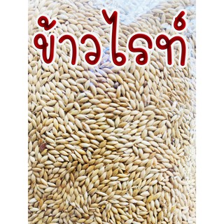 ข้าวไรท์ ข้าวไรย์ ข้าวไรซ์ ข้าวไร 🌾 สำหรับนก และแฮมเตอร์  แบ่งขายขนาด 1kg