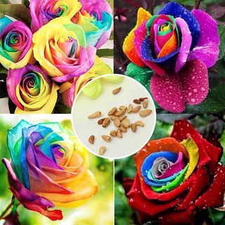 25 เมล็ด เมล็ดกุหลาบ คละสี ดอกใหญ่ กุหลาบ  Rose seeds