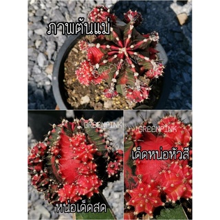 Pink Japan หน่อเด็ดสด 1 หน่อ เลือกเด็ดหัวสี Cactus แคคตัส กระบองเพชร ไม้อวบน้ำ ไม้กราฟ ราคาถูก พิงค์เจแปน พิ้งเจแปน